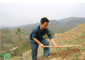 五月份能種樹嗎？五月份種樹能活嗎？