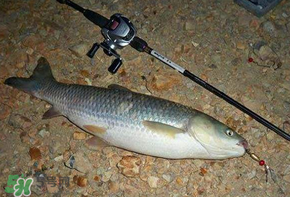 五月份能釣草魚(yú)嗎？五月份釣草魚(yú)用什么餌料？