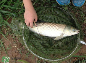 五月份能釣草魚(yú)嗎？五月份釣草魚(yú)用什么餌料？
