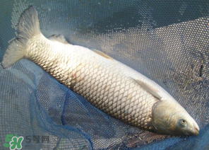 5月份怎么釣草魚？五月份怎么釣草魚？