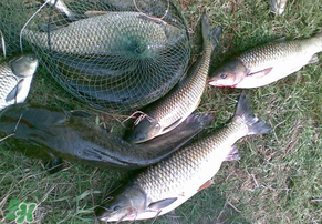 5月份怎么釣草魚？五月份怎么釣草魚？