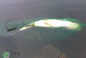 5月份怎么釣草魚？五月份怎么釣草魚？