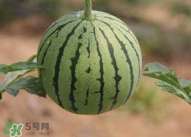 五月份可以種西瓜嗎？五月份怎么種西瓜？