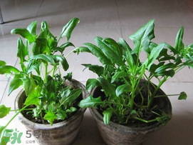 ?五月份能種菠菜嗎？5月份可以種菠菜嗎？
