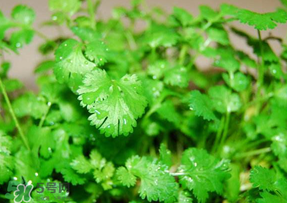 5月份能種香菜嗎？五月份能種香菜嗎？