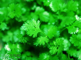 5月份能種香菜嗎？五月份能種香菜嗎？