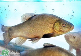 ?五月份吃什么魚？5月份吃什么魚？