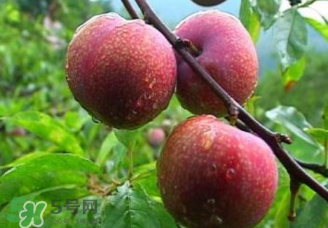 三華李種植幾年可掛果？三華李什么時(shí)候種植