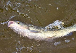 5月份怎么釣草魚(yú)？五月份怎么釣草魚(yú)？