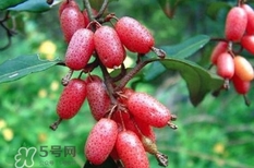 羊奶果要剝皮嗎？羊奶果剝皮還是帶皮吃好？