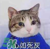 紀梵希黑色頰彩霜怎么樣？紀梵希黑色腮紅多少錢？