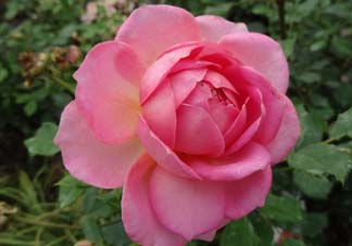 月季花5月扦插當年會開花嗎？月季花的花期