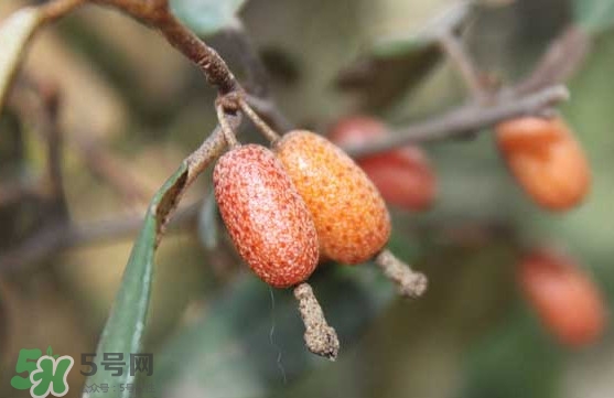 羊奶果怎么吃？羊奶果怎么種