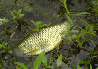 五月份能釣草魚嗎？五月份釣草魚用什么餌料？