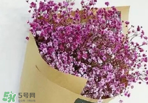 滿天星多少錢一束2017？滿天星多少錢一支2017？