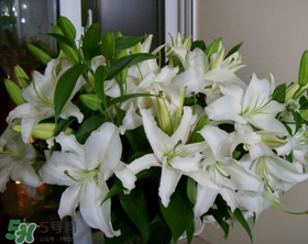 百合花多少錢(qián)一支2017？百合花多少錢(qián)一束2017？