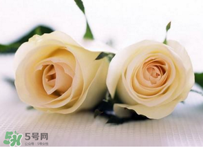 母親節(jié)可以送白玫瑰嗎？白玫瑰適合送什么人？