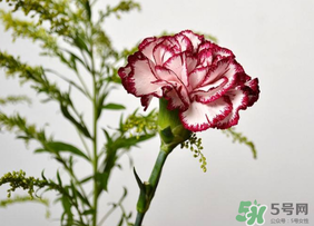 康乃馨可以放多久？康乃馨怎么養(yǎng)？