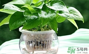 綠蘿葉子發(fā)黃怎么辦？綠籮多久澆一次水？