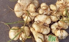 生吃土瓜有什么好處？土瓜生吃的功效與作用
