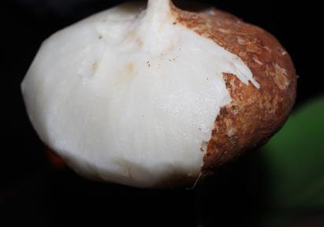 生吃土瓜有什么好處？土瓜生吃的功效與作用