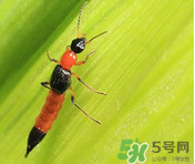 隱翅蟲和蚊蟲的區(qū)別？隱翅蟲和蚊蟲有什么不一樣？