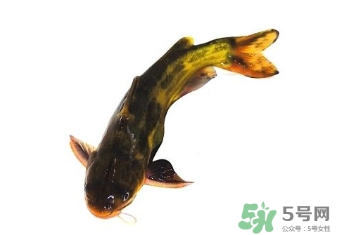 黃顙魚有毒嗎？黃顙魚的營(yíng)養(yǎng)價(jià)值