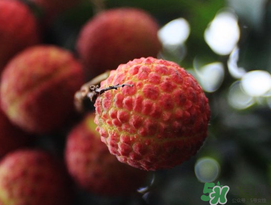 五月份有荔枝嗎？5月份有荔枝嗎？