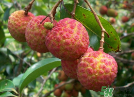 五月份有荔枝嗎？5月份有荔枝嗎？