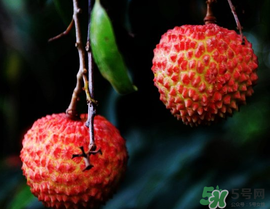 五月份有荔枝嗎？5月份有荔枝嗎？