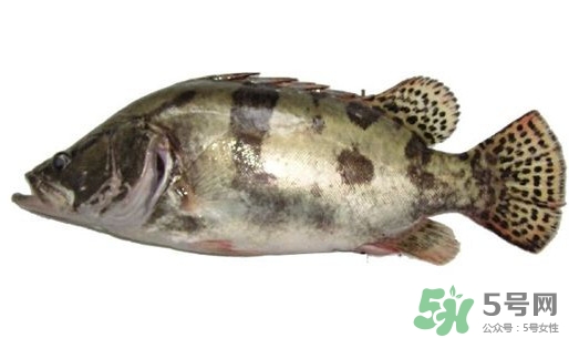 鱖魚(yú)怎么讀？鱖魚(yú)是什么魚(yú)