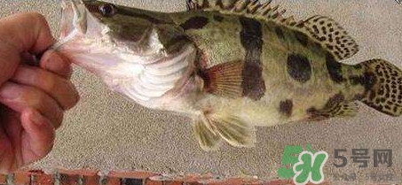 鱖魚是海魚嗎？鱖魚是淡水魚還是海魚