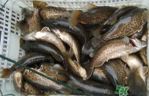 鱖魚是桂魚嗎？鱖魚和桂魚的區(qū)別