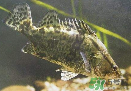 鱖魚怎么養(yǎng)？鱖魚養(yǎng)殖技術(shù)