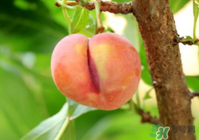 李子一天可以吃幾個(gè)？李子一次能吃幾個(gè)？