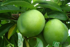 李子一天可以吃幾個(gè)？李子一次能吃幾個(gè)？