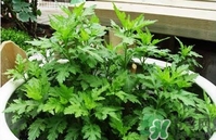 菊花腦是什么？菊花腦是野菊花嗎