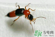 被隱翅蟲(chóng)咬了后怎么辦？隱翅蟲(chóng)如何預(yù)防和治療咬傷？