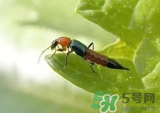 被隱翅蟲(chóng)咬了后怎么辦？隱翅蟲(chóng)如何預(yù)防和治療咬傷？