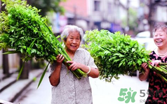 端午節(jié)前后出沒的毒蟲有哪些？端午節(jié)前后如何預(yù)防毒蟲？