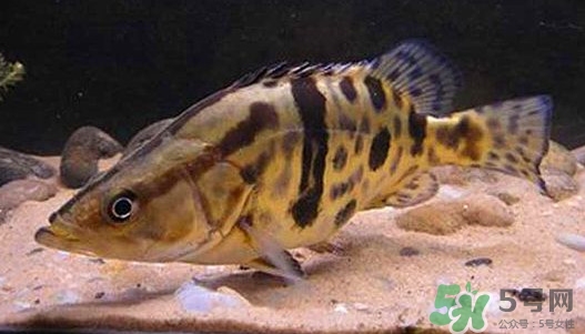 鱖魚怎么養(yǎng)？鱖魚養(yǎng)殖技術(shù)
