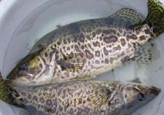 鱖魚(yú)是桂魚(yú)嗎？鱖魚(yú)和桂魚(yú)的區(qū)別