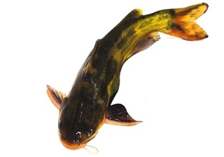 黃顙魚有毒嗎？黃顙魚的營(yíng)養(yǎng)價(jià)值