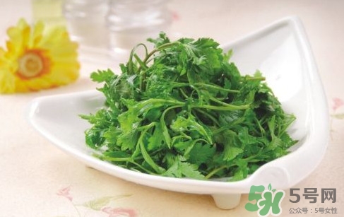 菊花腦孕婦能吃嗎？孕婦可以吃菊花腦嗎