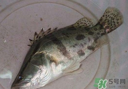 鱖魚(yú)怎么讀？鱖魚(yú)是什么魚(yú)