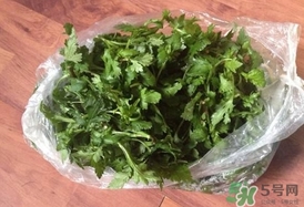 菊花腦怎么種？菊花腦怎么摘