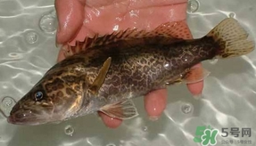 鱖魚怎么養(yǎng)？鱖魚養(yǎng)殖技術(shù)