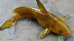 黃顙魚有毒嗎？黃顙魚的營(yíng)養(yǎng)價(jià)值