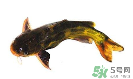 黃顙魚有毒嗎？黃顙魚的營(yíng)養(yǎng)價(jià)值
