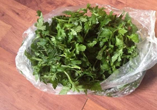 菊花腦怎么種？菊花腦怎么摘